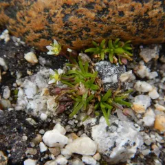 Snow Pearlwort thumbnail 1