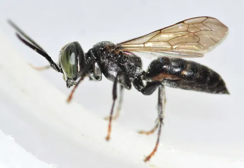 Antenna-waving Wasp