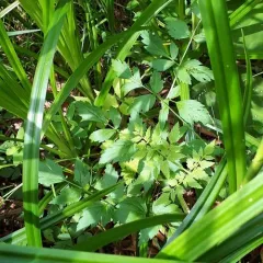 water parsley thumbnail 4