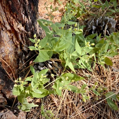 Menzies' Catchfly