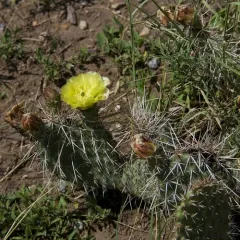 Plains Pricklypear thumbnail 2
