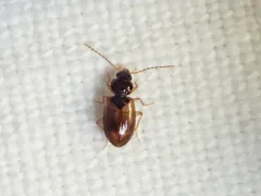 Tachys proximus thumbnail 3