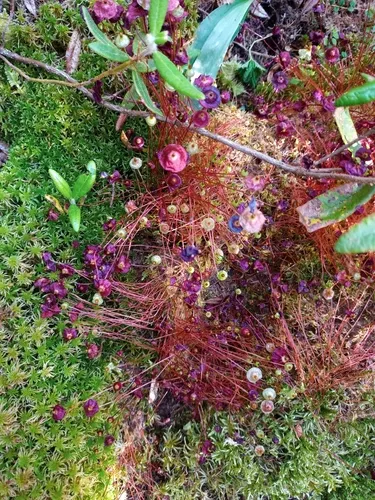 Brilliant Red Dung Moss