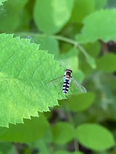 Spotted Roundtail