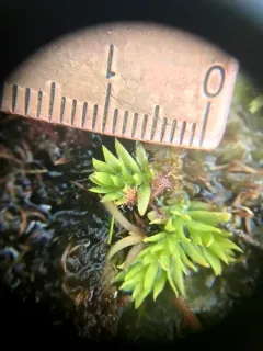 Slender Clubmoss thumbnail 2