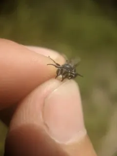 Dilated-horned Small-Mason thumbnail 2