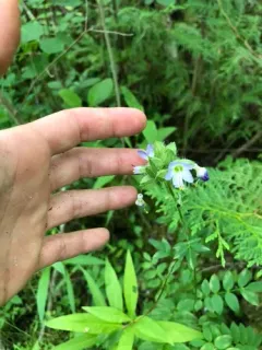 Bog Jacob's-ladder thumbnail 2