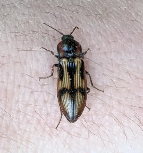 Festive Click Beetle