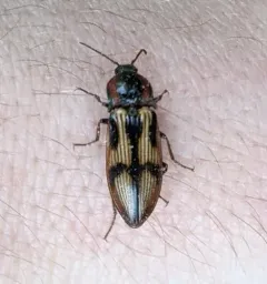 Festive Click Beetle thumbnail 1