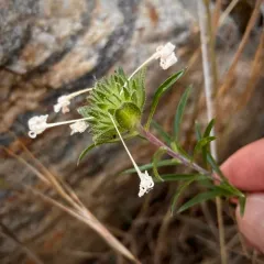 grand collomia thumbnail 3