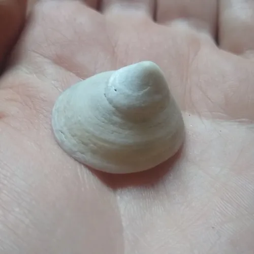 Whitecap Limpet