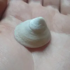 Whitecap Limpet thumbnail 1
