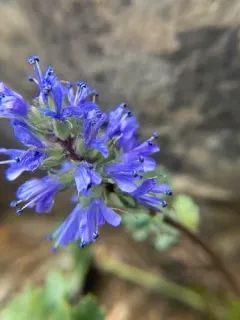 Mission Mountain kittentails thumbnail 2