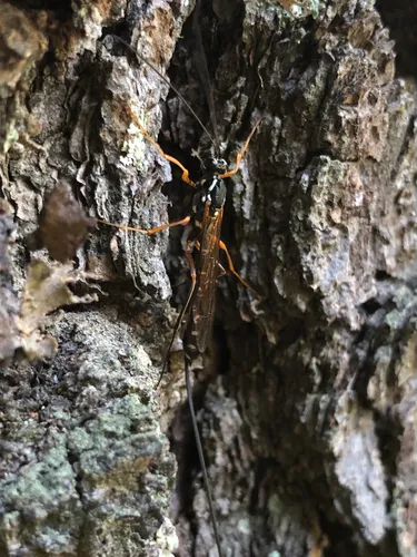 Rhyssa ponderosae