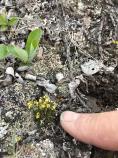Snowbed Whitlow-grass thumbnail 3
