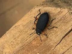 Haplandrus fulvipes thumbnail 3