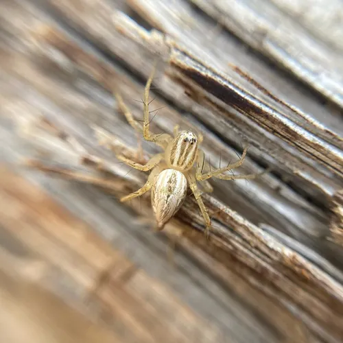 Striped Lynx Spider