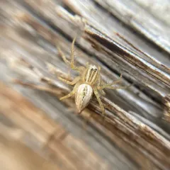 Striped Lynx Spider thumbnail 1