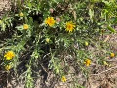 Heterotheca vespertina thumbnail 1