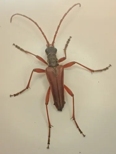 Stenocorus nubifer