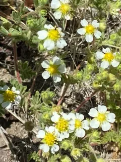 newberry's cinquefoil thumbnail 1