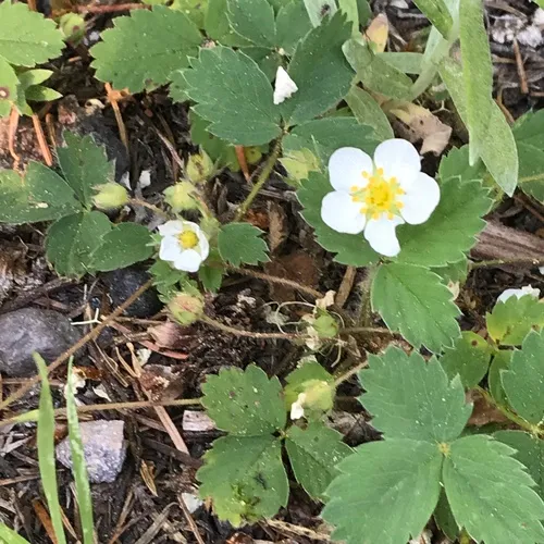 Cascades Strawberry
