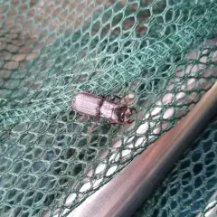 Ceruchus striatus thumbnail 2