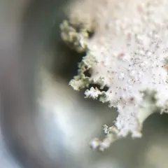 Oldgrowth Specklebelly Lichen thumbnail 4