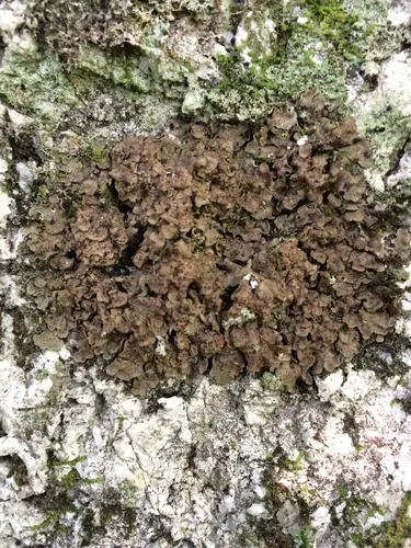 Tree Stipplescale
