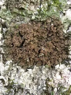 Tree Stipplescale thumbnail 1