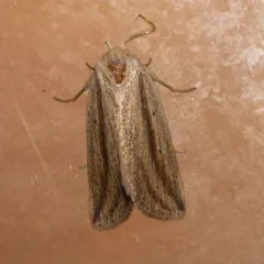 Feeble Grass Moth thumbnail 2