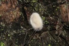Pandora phalangicida thumbnail 2