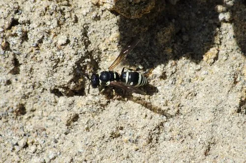 Stenodynerus kennicottianus