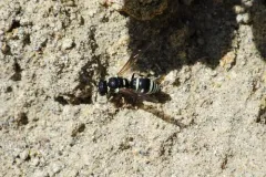 Stenodynerus kennicottianus thumbnail 1