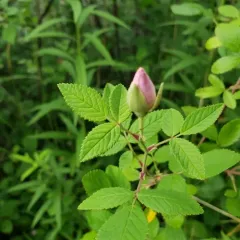 climbing prairie rose thumbnail 4