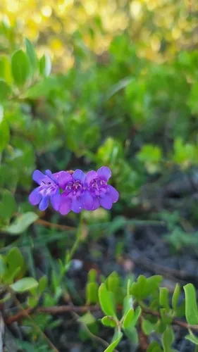 Bunchleaf Penstemon