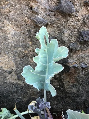 sea kale