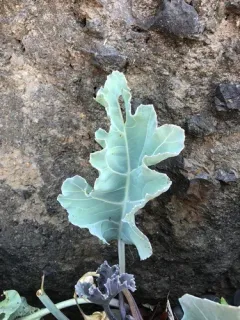 sea kale thumbnail 1