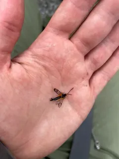 confusing clearwing thumbnail 4