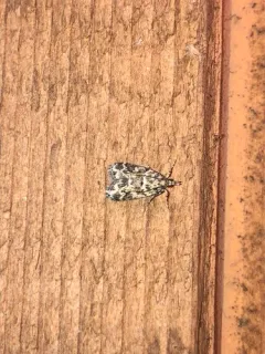 Eudonia leucophthalma thumbnail 4