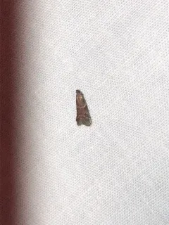 Ephestiodes erythrella thumbnail 2