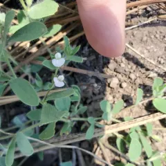 Spanish clover thumbnail 3
