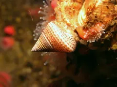 Calliostoma variegatum thumbnail 3