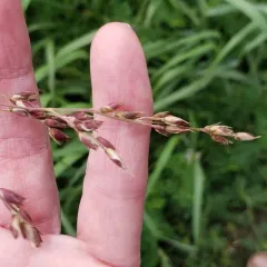 Johnson grass thumbnail 4