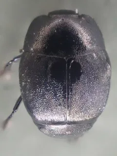 Hypocaccus bigemmeus thumbnail 1