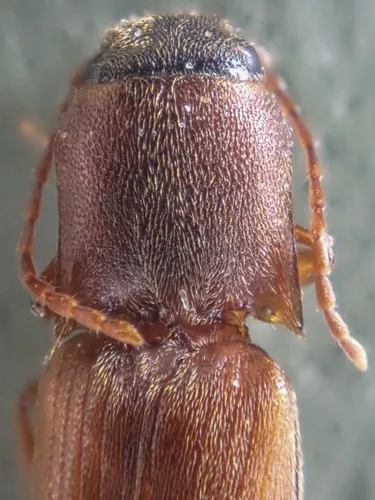 Dalopius gartrelli