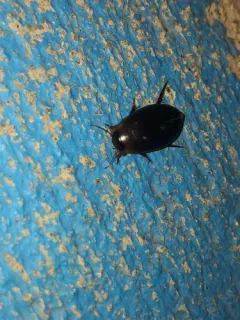 Hydaticus piceus thumbnail 4