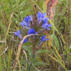 downy gentian thumbnail 3