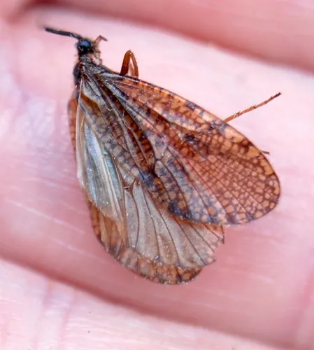 Hagenella canadensis