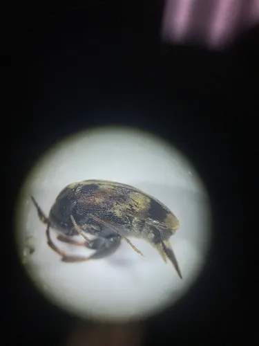 Pubescent Tumbling Flower Beetle